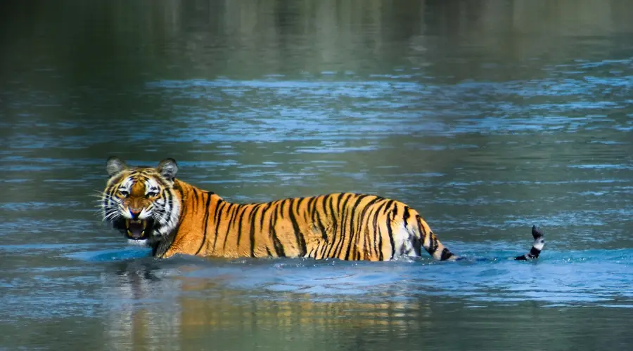 Royal Bengal Tiger in the Bardiya National Park