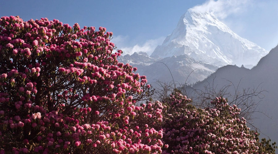 A beautiful blooming rhododendron with Annapurna South in background seen from Badal Danda