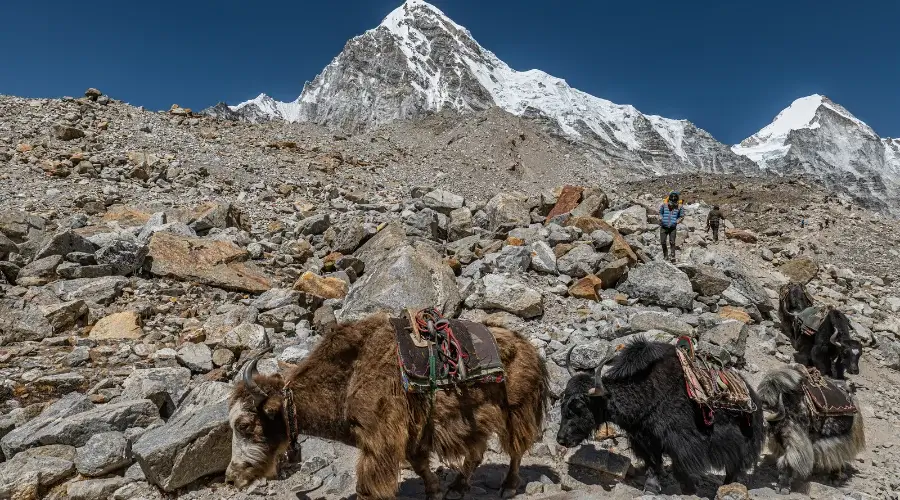 Huge yaks at EBC