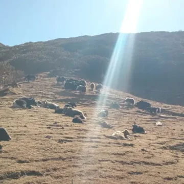 Yaks grazing in Bayali