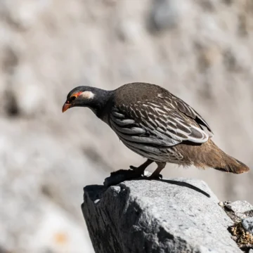 Nepali national bird Pheasant