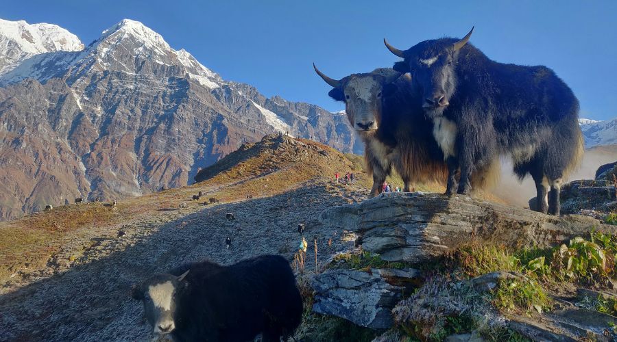 Kathmandu to Mardi Himal Trek
