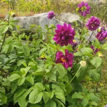 A flower seen on the way to Langtang Valley Trek