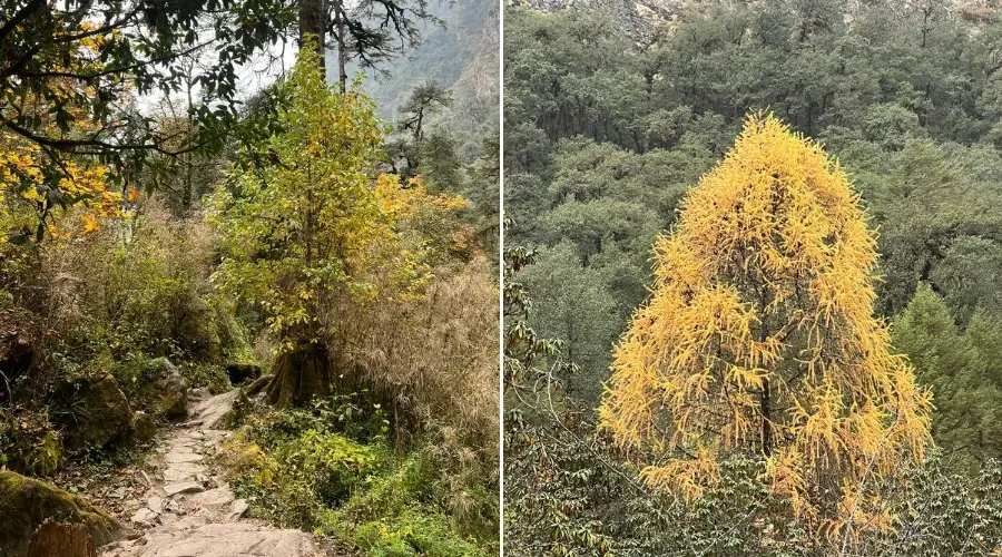 A unique plant (on the right) seen during the Langtang Tamang Heritage Trek