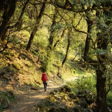 Annapurna Base Camp Forest trek