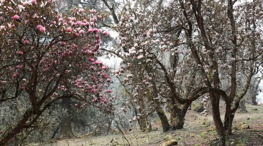 Beautiful Rhododendrons on the way to Manaslu