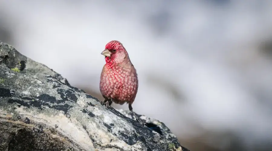 Bird seen during the Everest region trek