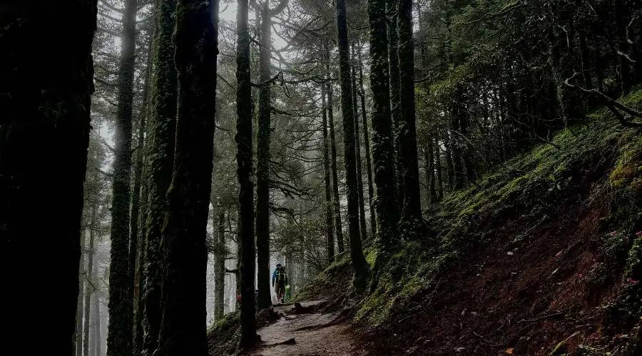 Dense forest on the way to Sing Gompa