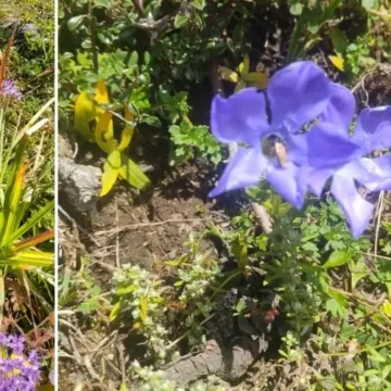 Different types of flowers seen on the way to Langtang Valley Trek