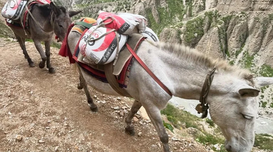 Donkeys carrying loads