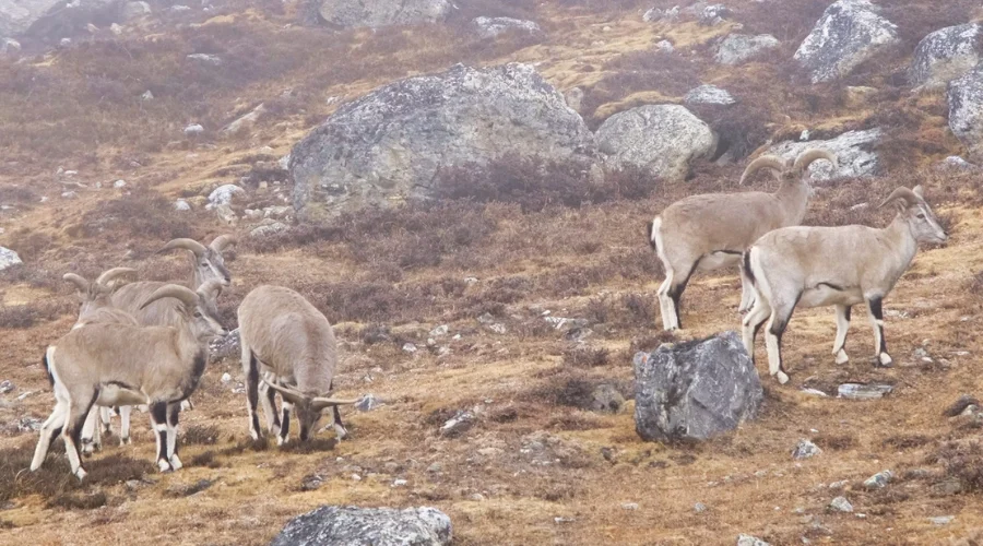 Himalayan Blue Sheep at Kanchenjunga Circuit Trek