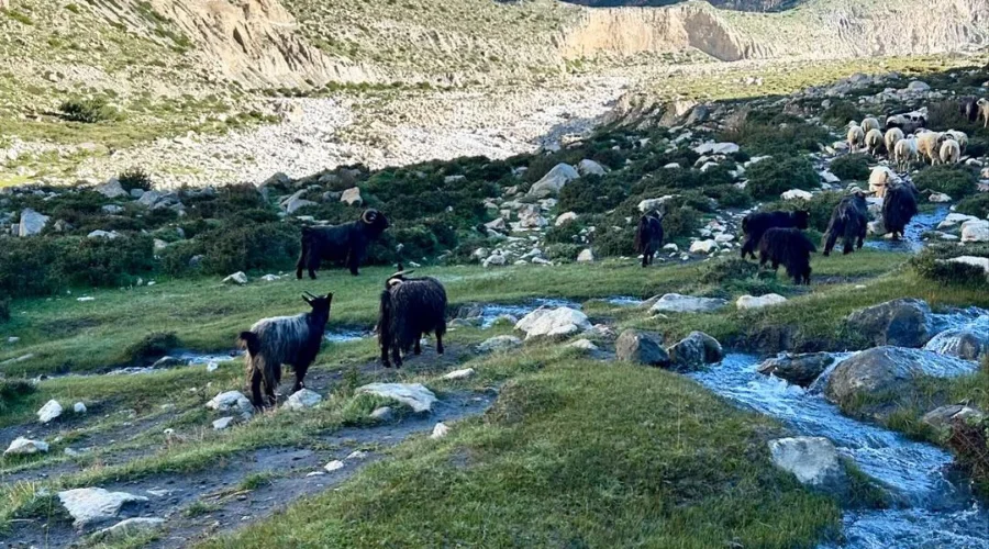 Himalayan Goats and Sheeps grazing