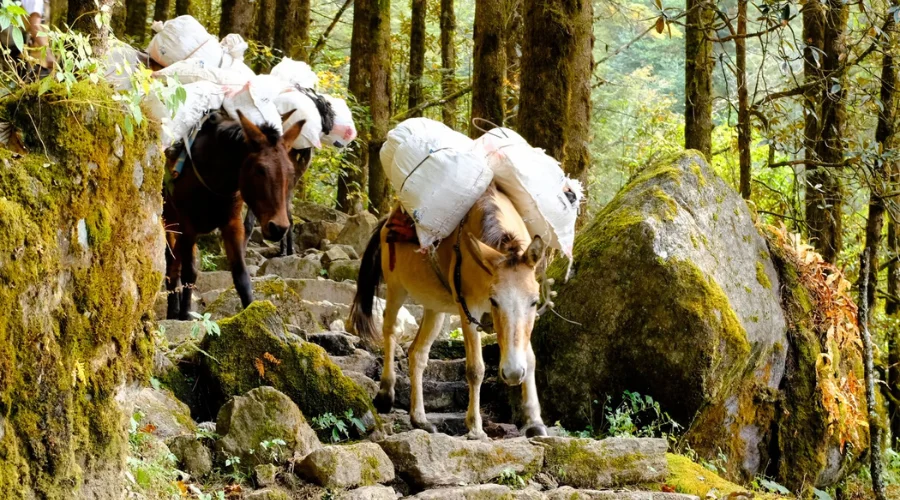 Horse carrying loads at Kanchenjunga Trek