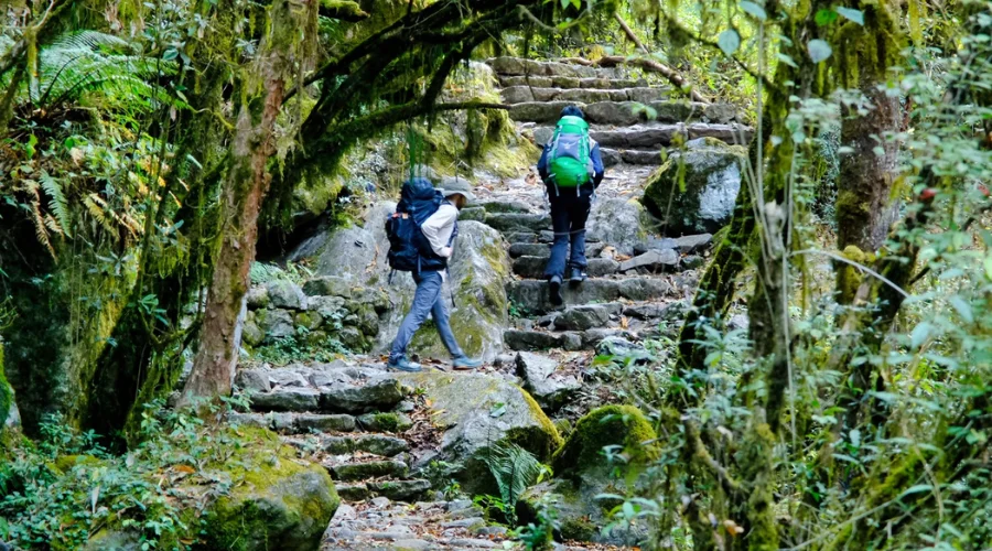 Mossy trail route of Kanchenjunga Trek