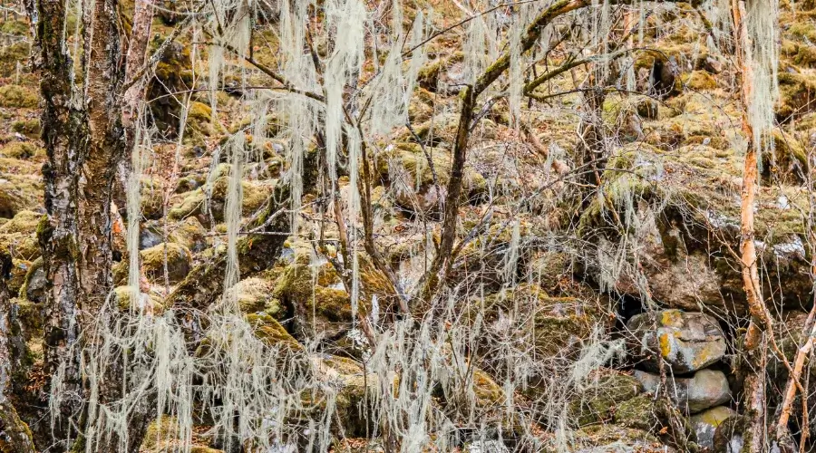 Trees in Autumn at Everest Region