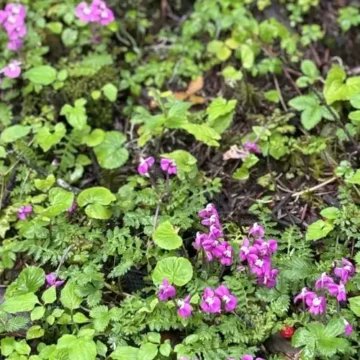 Wildflowers at Gosaikunda Trail