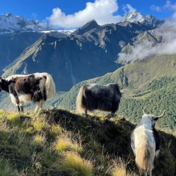 Yaks-grazing-at-mountainous-landscape