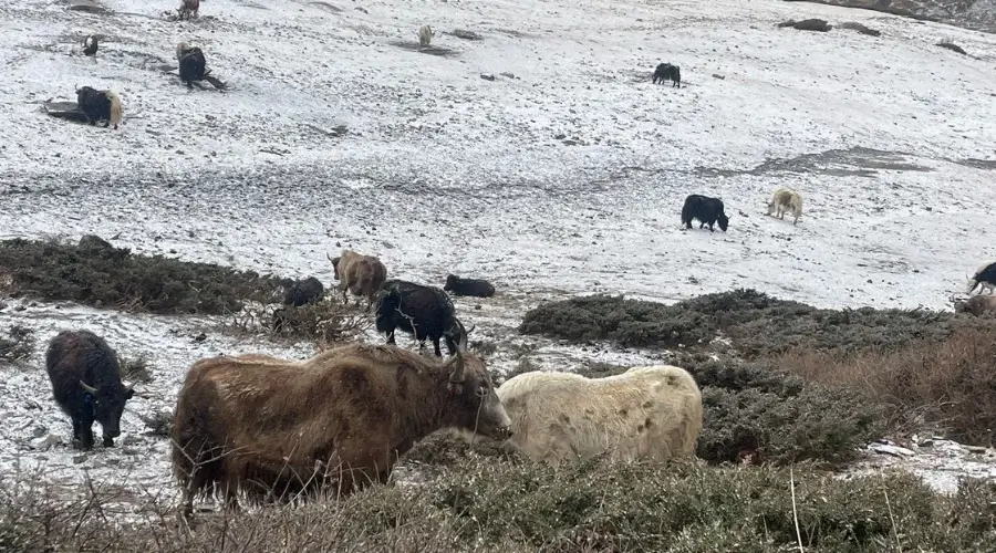 Yaks grazing at snowland in Circuit Trek