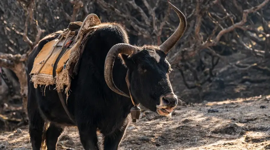 Yaks in Everest Region of Nepal