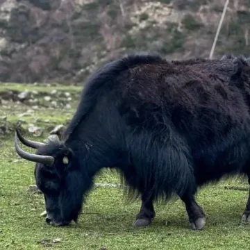 Yaks in Manaslu Trek