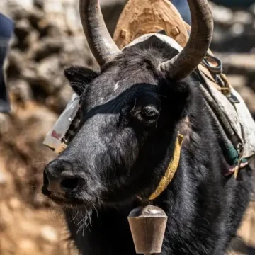 Yaks seen in Everest Region