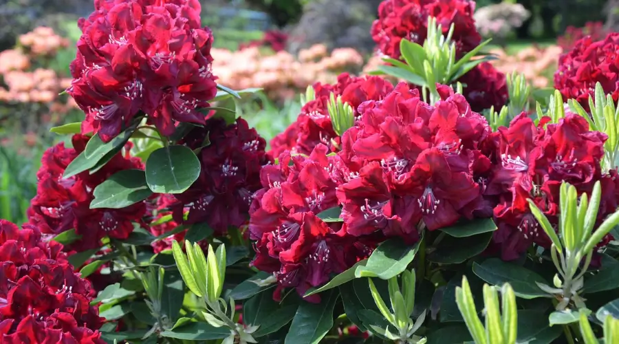 Rhododendrons in ABC trail