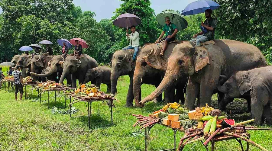 mahout-feeding-elephant