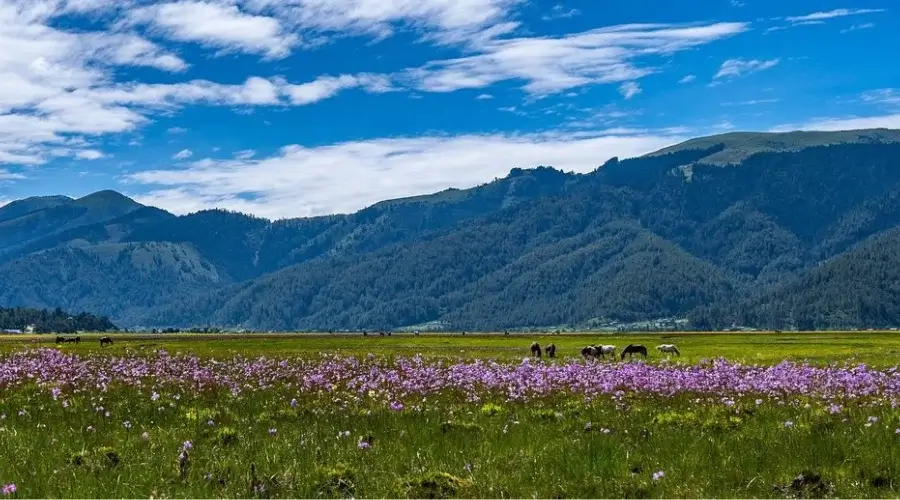 Flowers bloomed beautifully in Dhorpatan Reserve area