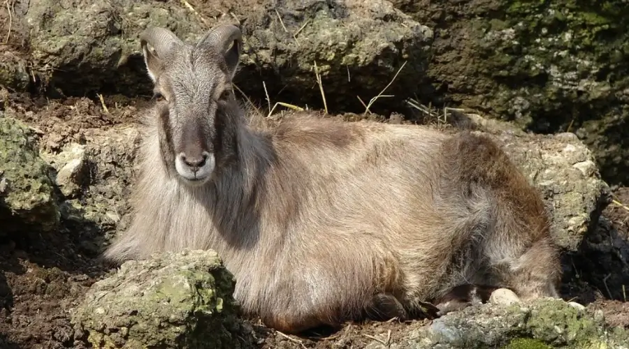 Himalayan Tahr