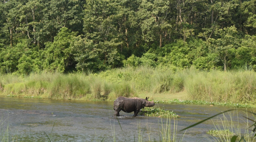 Rhino-in-the-Rapti-river-of-Chitwan-National-Park