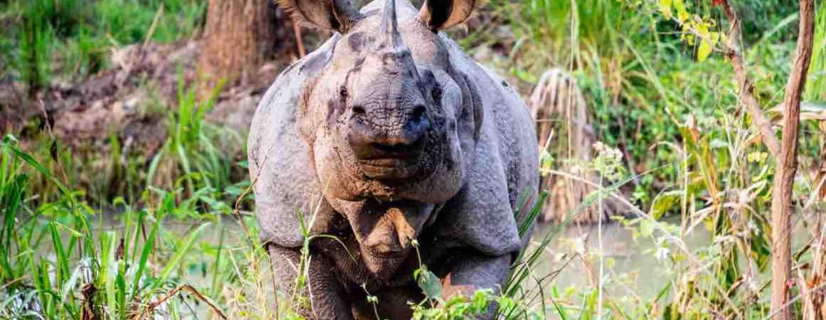 Things to see in Chitwan National park