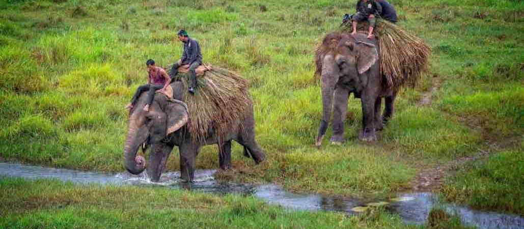 About Chitwan National Park