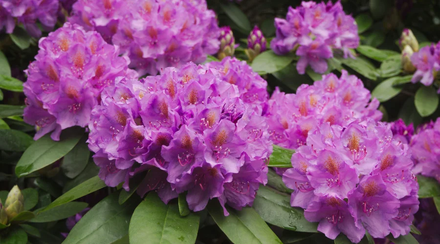 Pink Rhododendrons while trekking in Nepal in April