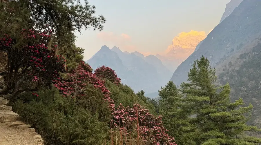 Pink rhododendron on the EBC Trek.