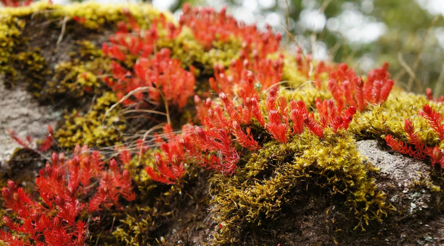 Wildflowers-are-on-the-way-to-Everest-Base-Camp