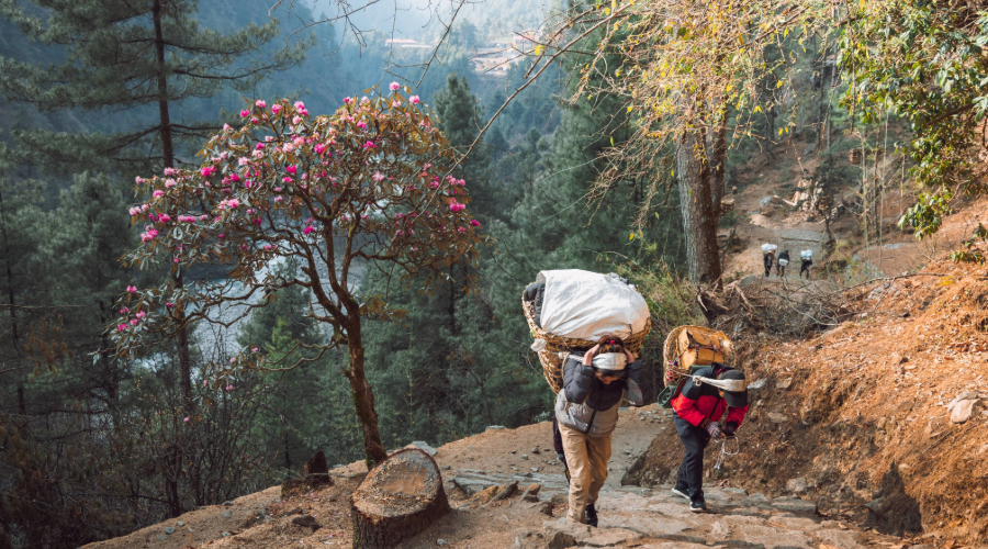 Porters-carrying-luggage-during-trek