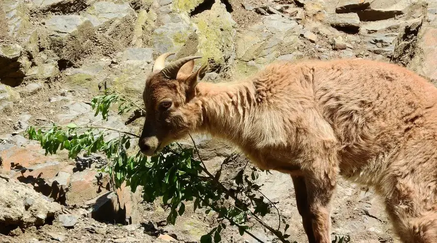 Langtang Trek Climbing, Circuit, vs Trekking