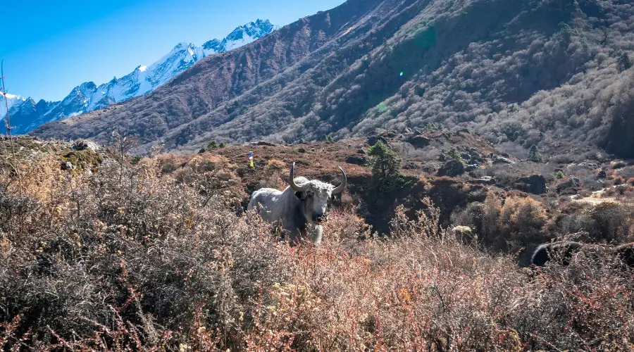 What is Manaslu Larke Pass Trek