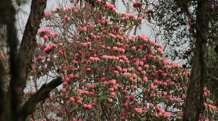 Blooming Rhododendron in Ghandruk during spring season