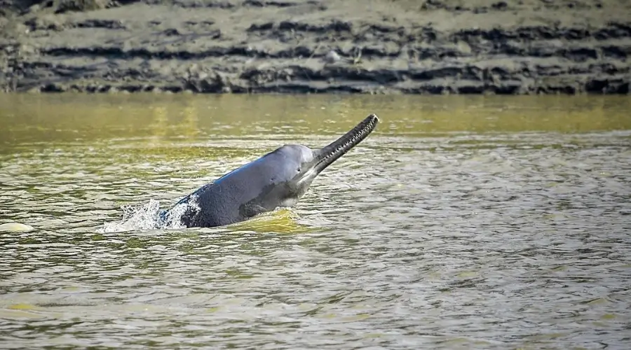 Dolpine in Karnali River