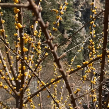 Types of plants you get to see at Manaslu Circuit