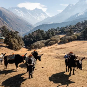 Beautiful view of Yaks grazing