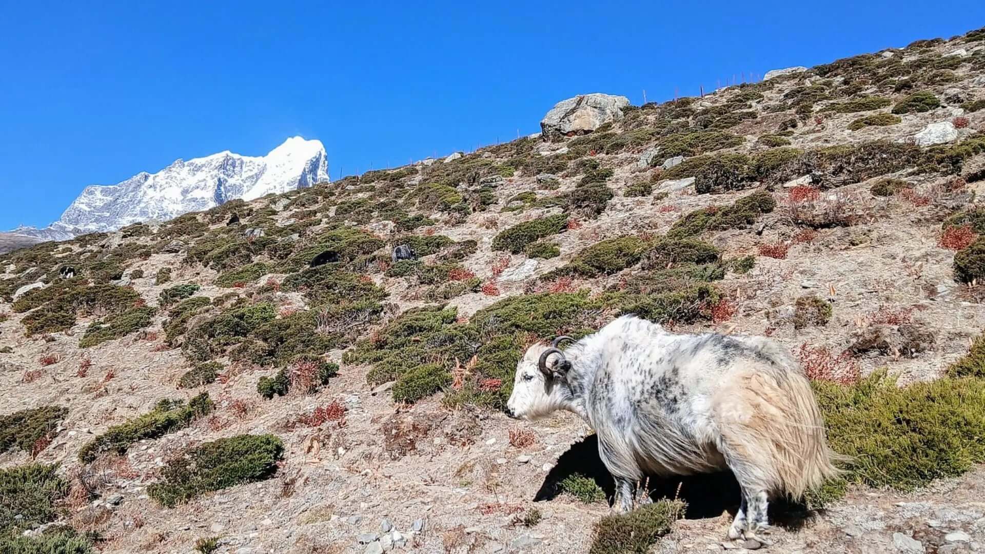 Mountain yak grazing around