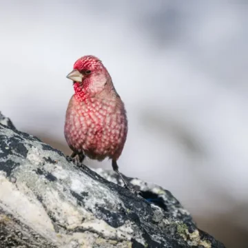 Great Rosefinch