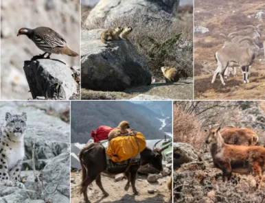 Guide to spotting rare wildlife on Manaslu