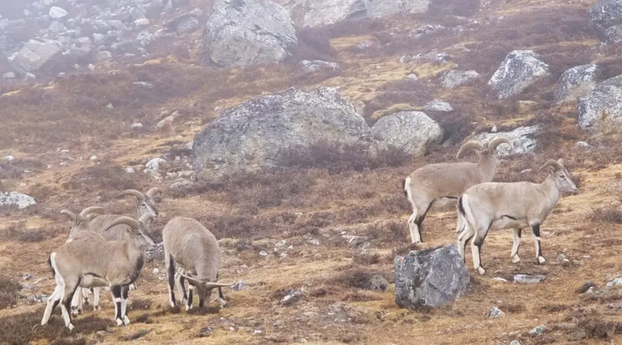 Himalayan Blue Sheep