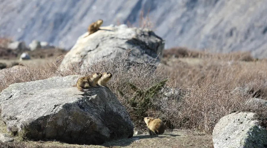 Himalayan Marmot