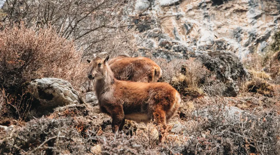 Himalayan Tahr