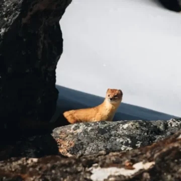 Mountain Marten