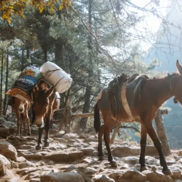 Mule on the Manaslu trek route